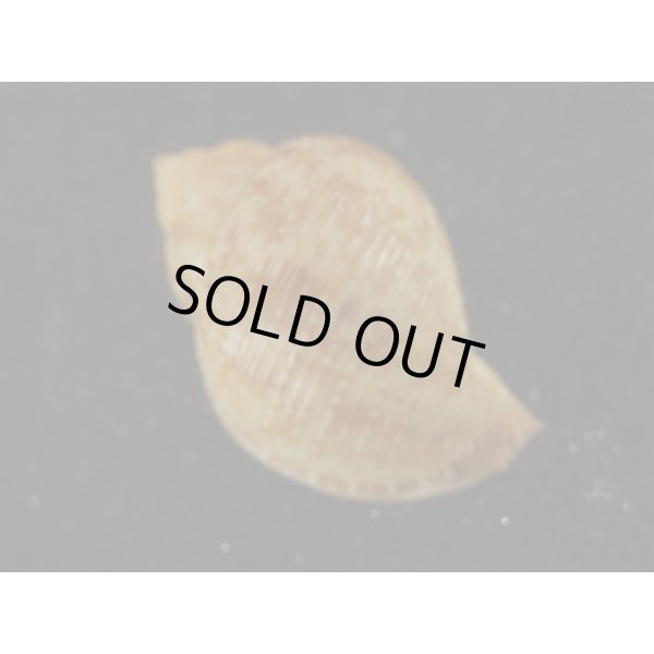 画像2: ナシガタミヤシロ (2)