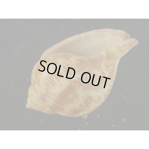 画像3: ナシガタミヤシロ (3)