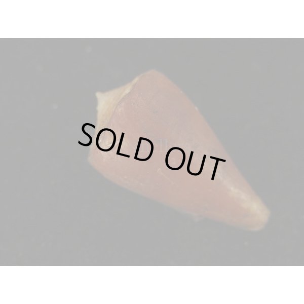 画像2: サザンカイモ (2)