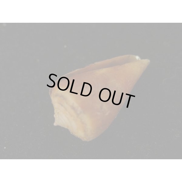 画像3: サザンカイモ (3)