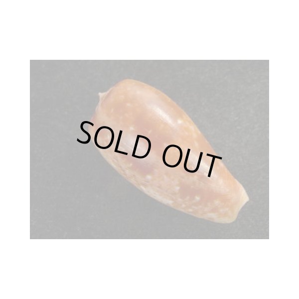 画像2: ナツメイモ (2)