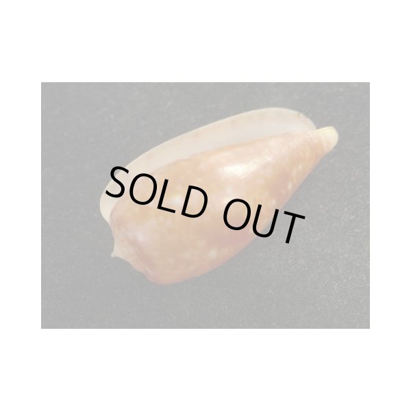 画像3: ナツメイモ (3)