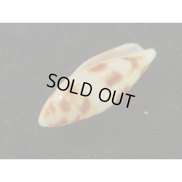 画像3: フデイモ (3)