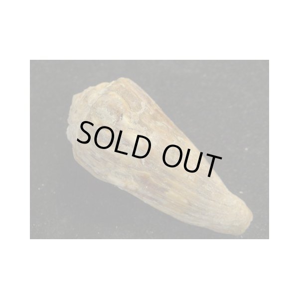 画像2: キノシタイモ (2)