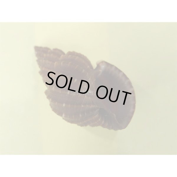 画像1: エビチャオリイレ (1)