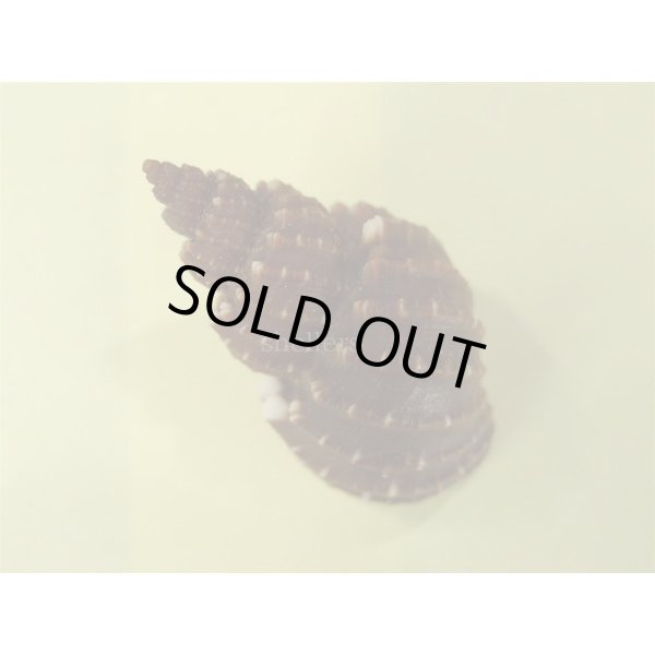 画像2: エビチャオリイレ (2)