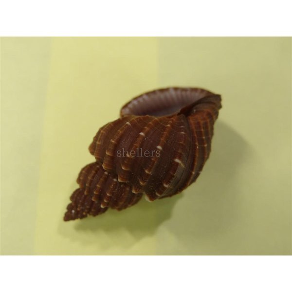 画像3: エビチャオリイレ (3)