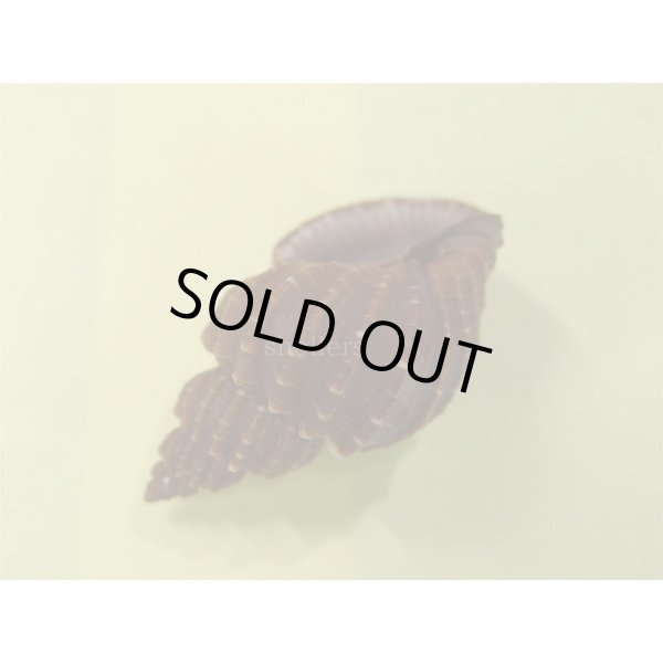 画像3: エビチャオリイレ (3)