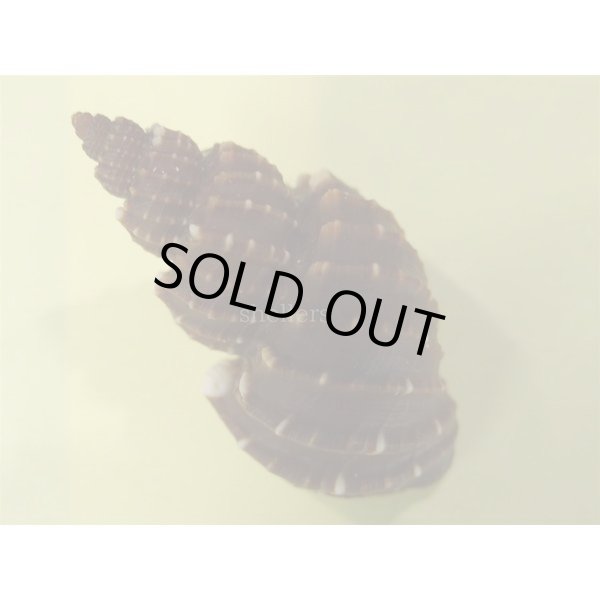 画像2: エビチャオリイレ (2)