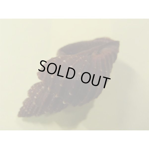 画像3: エビチャオリイレ (3)