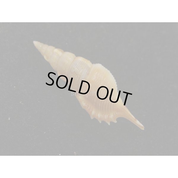 画像2: ヤマビトボラ (2)