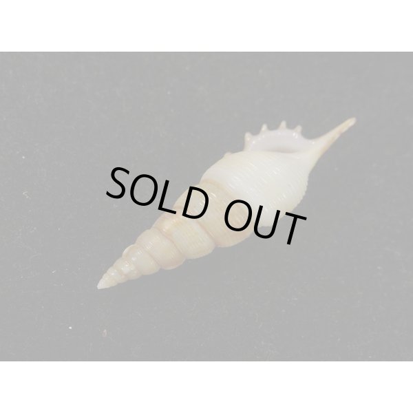 画像3: ヤマビトボラ (3)