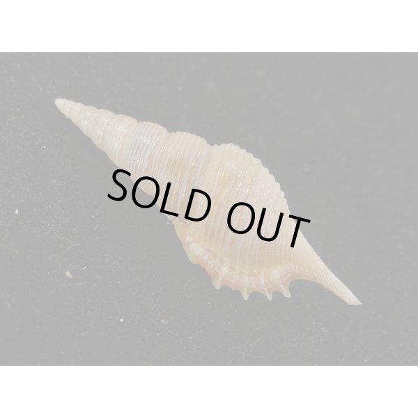 画像2: ヤマビトボラ (2)