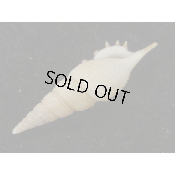 画像3: ヤマビトボラ (3)