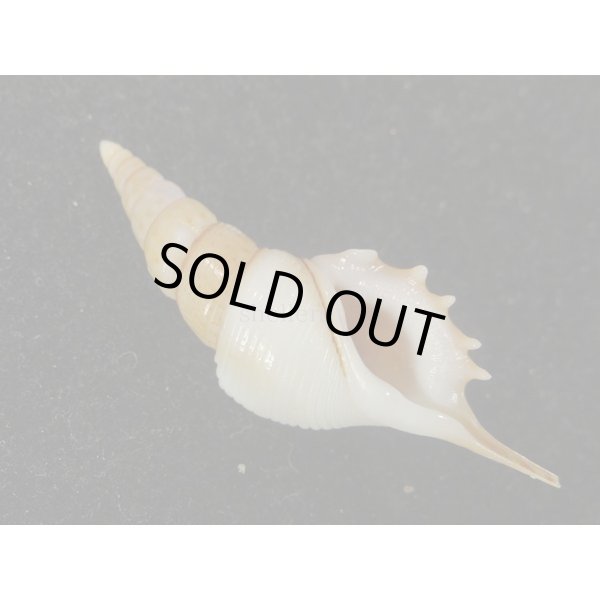 画像1: ヤマビトボラ (1)