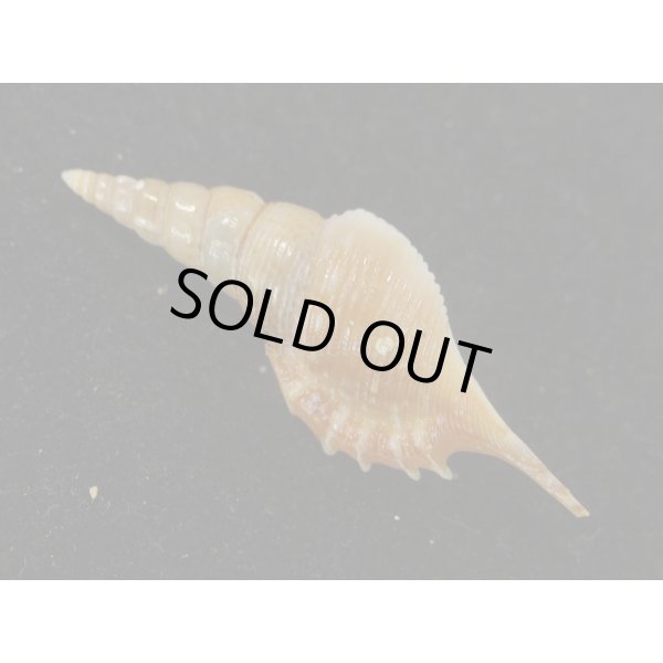 画像2: ヤマビトボラ (2)