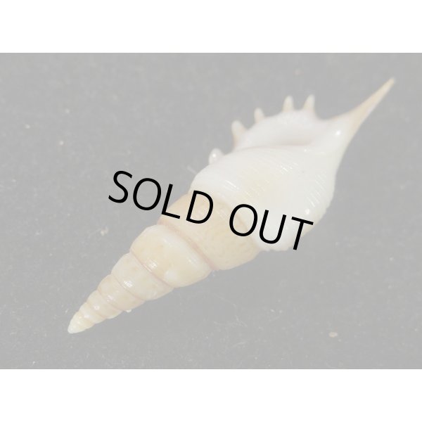 画像3: ヤマビトボラ (3)