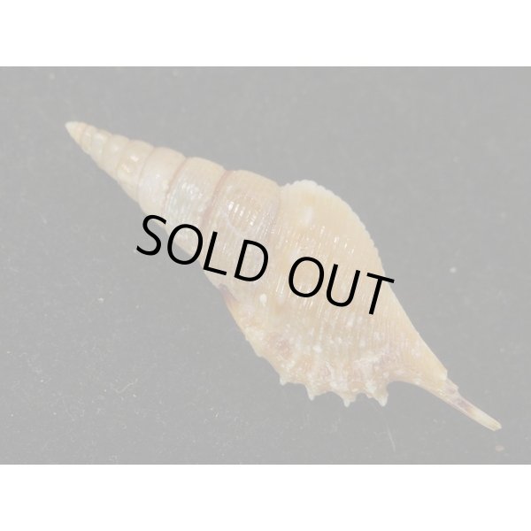 画像2: ヤマビトボラ (2)