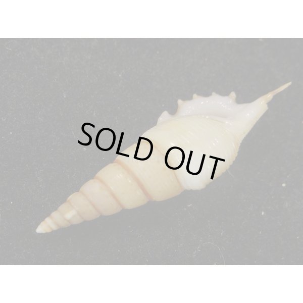 画像3: ヤマビトボラ (3)