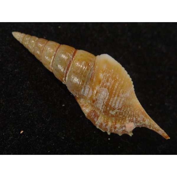 画像2: ヤマビトボラ (2)