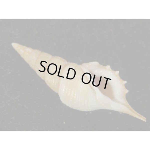 画像1: ヤマビトボラ (1)