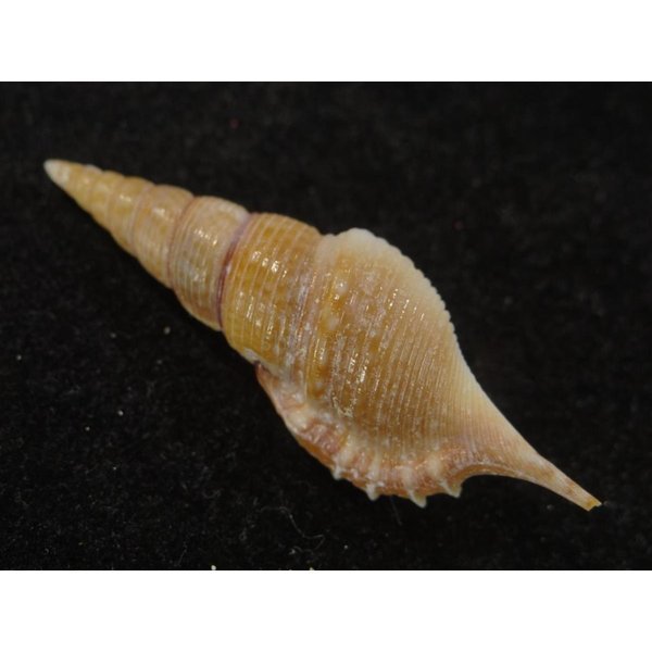 画像2: ヤマビトボラ (2)