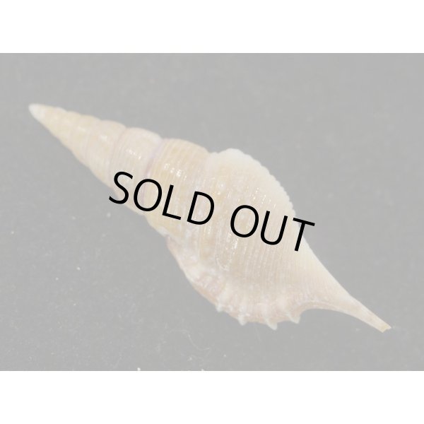 画像2: ヤマビトボラ (2)