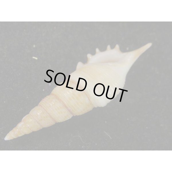 画像3: ヤマビトボラ (3)