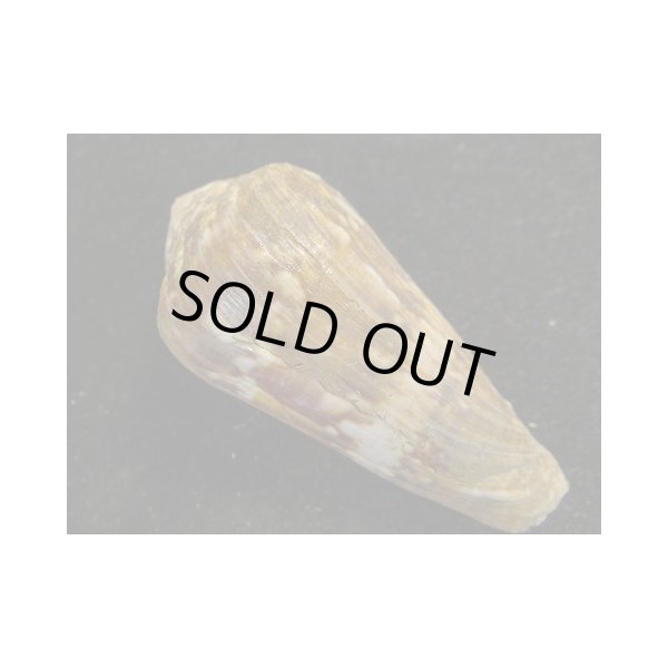 画像2: キノシタイモ (2)