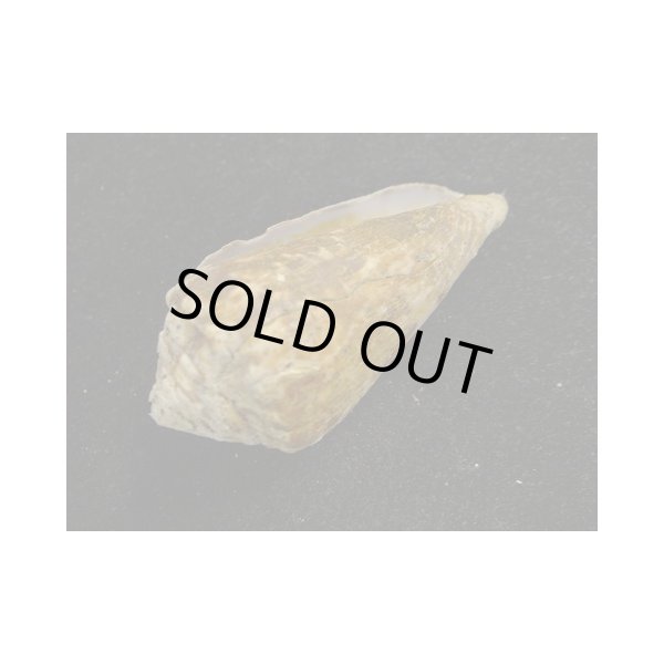 画像3: キノシタイモ (3)