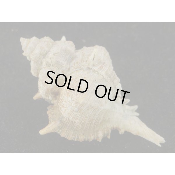 画像2: セキトリハッキガイ (2)