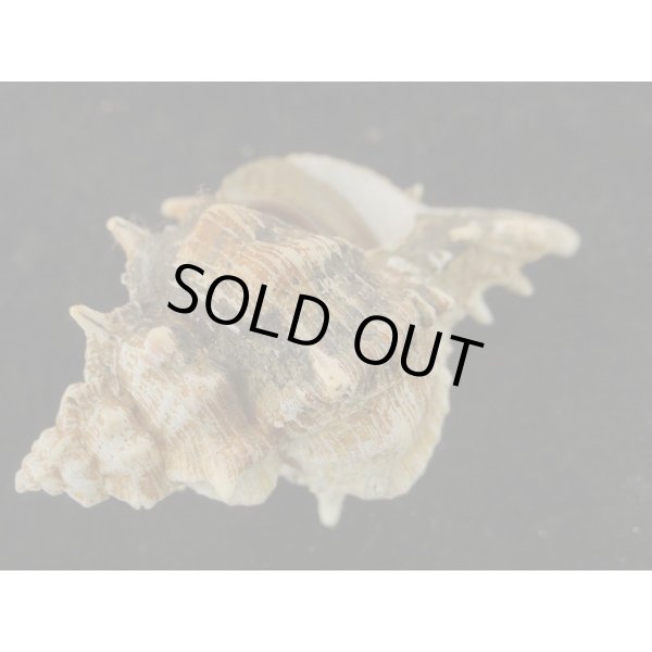 画像3: セキトリハッキガイ (3)