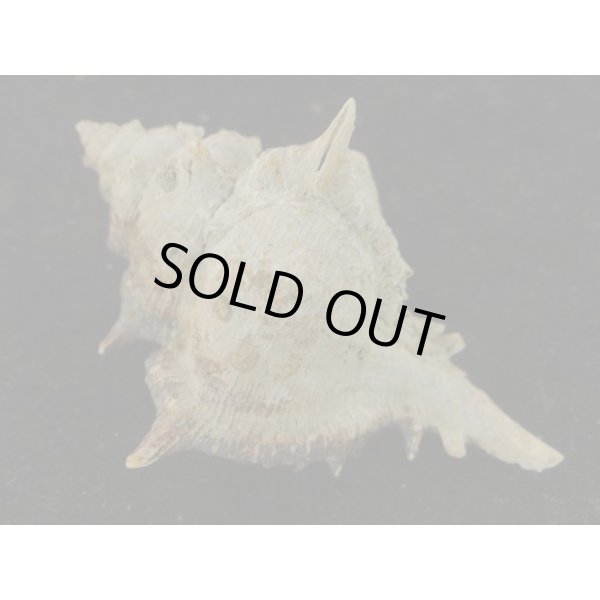 画像2: セキトリハッキガイ (2)