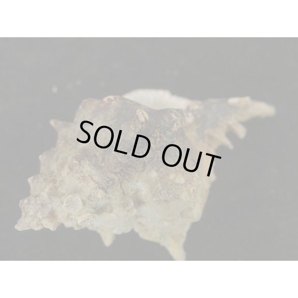 画像3: セキトリハッキガイ (3)