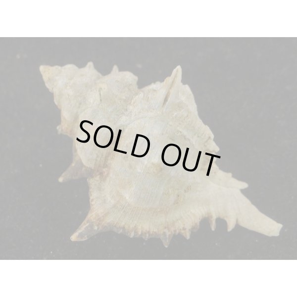 画像2: セキトリハッキガイ (2)