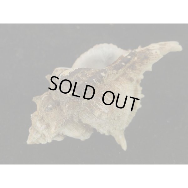 画像3: セキトリハッキガイ (3)