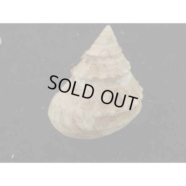 画像2: ヨコヤマギンエビス (2)