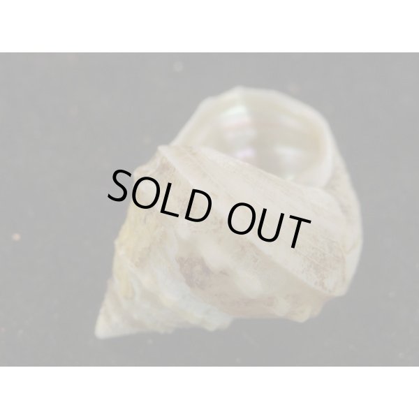 画像3: ヨコヤマギンエビス (3)