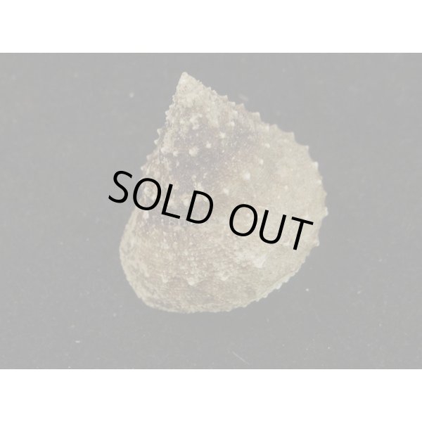 画像2: トゲギンエビス (2)