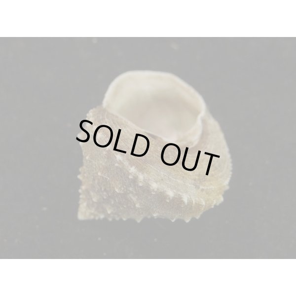 画像3: トゲギンエビス (3)