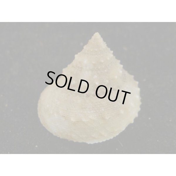 画像2: トゲギンエビス (2)