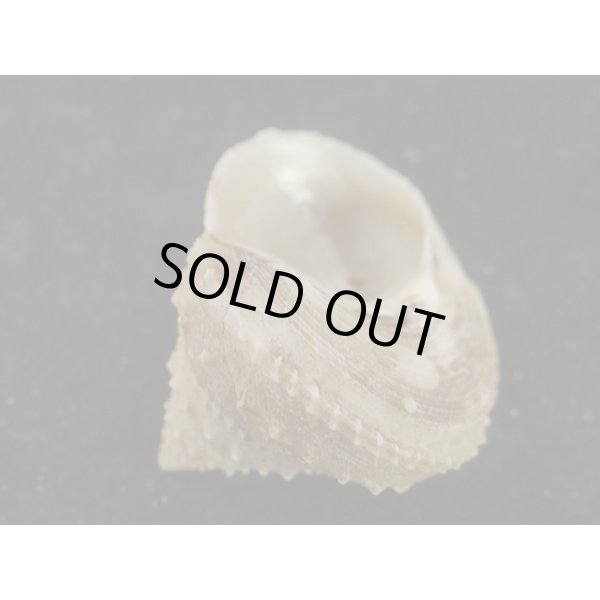 画像3: トゲギンエビス (3)