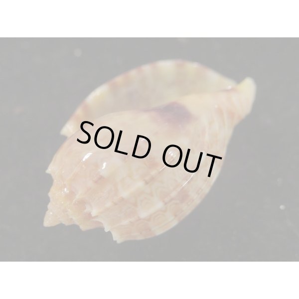 画像3: カジヤマ (3)