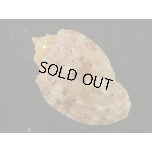 画像2: カジヤマ (2)