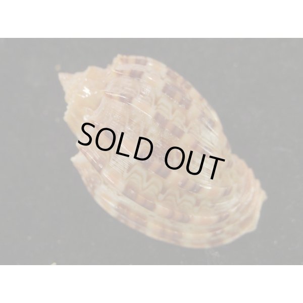 画像2: カジヤマ (2)