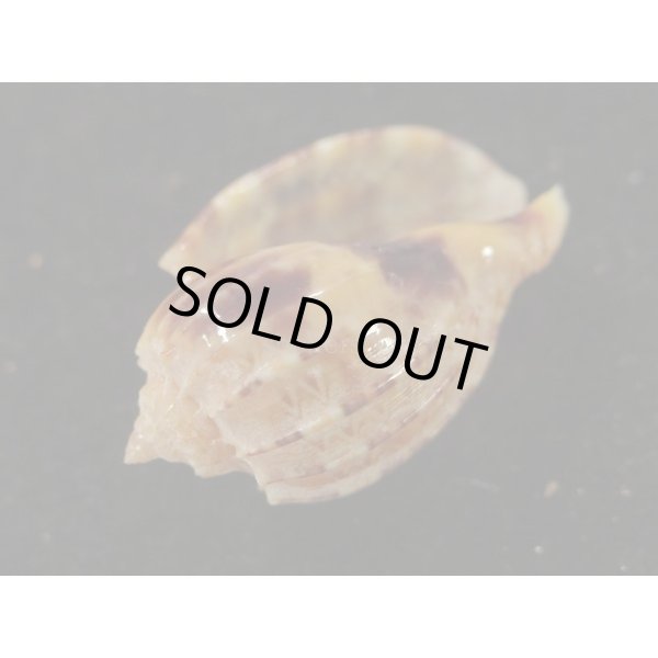 画像3: カジヤマ (3)