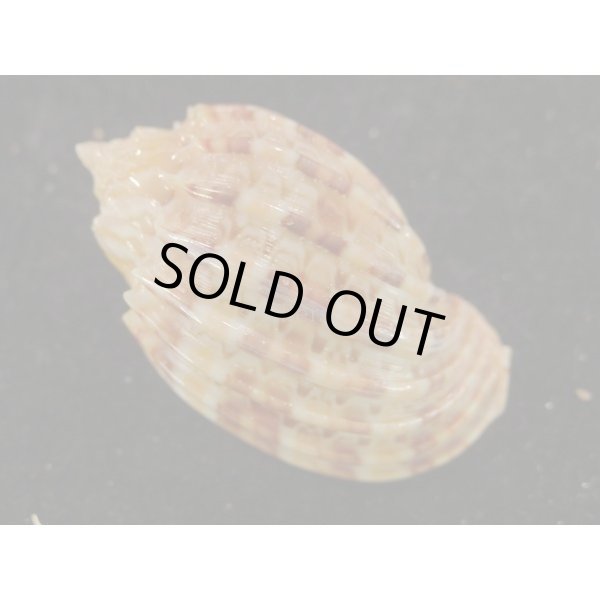 画像2: カジヤマ (2)