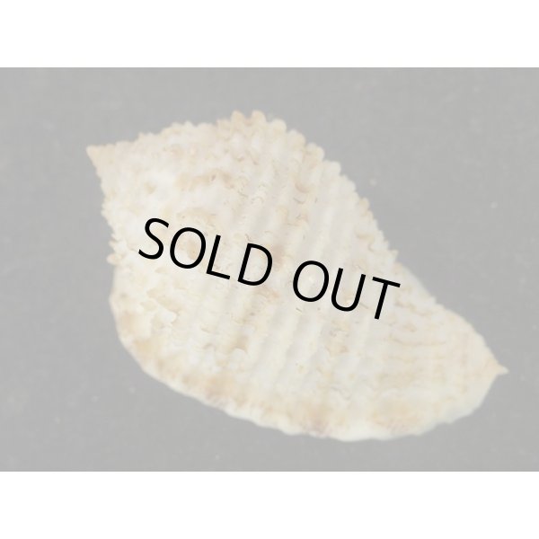 画像2: アラオニムシロ　死殻 (2)