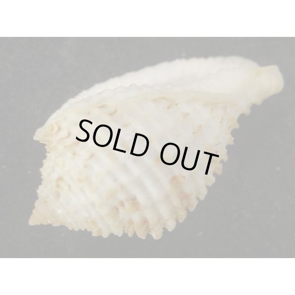 画像3: アラオニムシロ　死殻 (3)