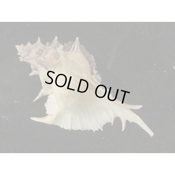 画像2: ガンセキバショウ (2)